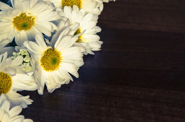 Crisantemo blanco —  Fotos de Stock