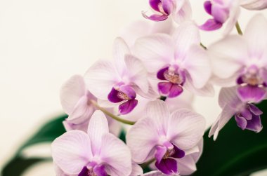 pembe orkide