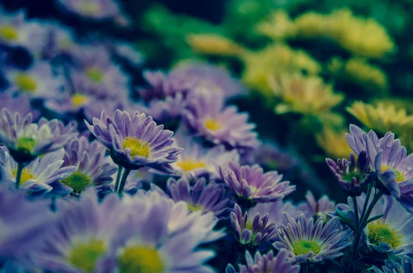 Chrysanthemum bakgrund — Stockfoto