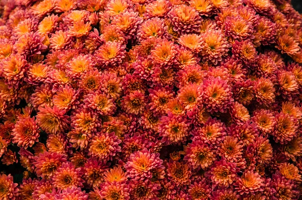 Crisantemo sfondo — Foto Stock