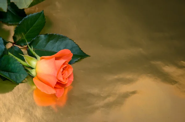 Orange rose — Stock Photo, Image