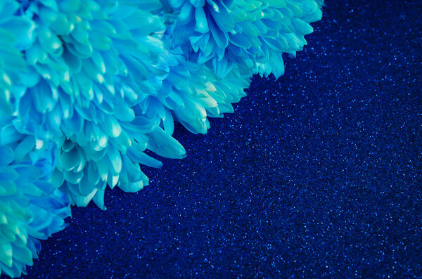 blue chrysanthemum flower