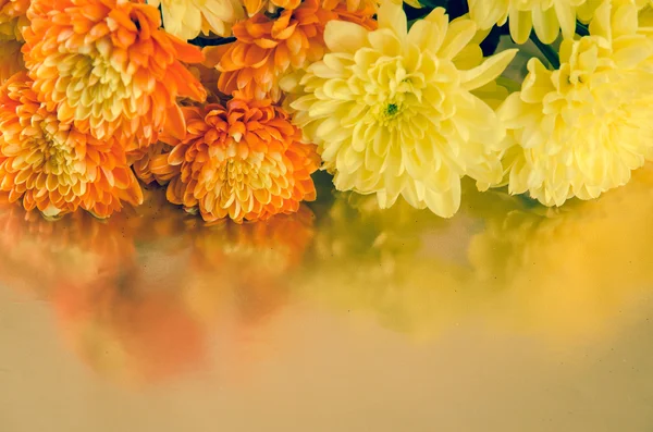 Kwiat Chryzantemy — Zdjęcie stockowe