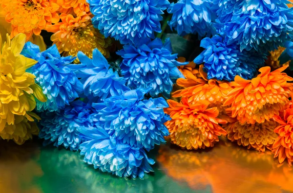 Renkli Kasımpatı çiçeği — Stok fotoğraf