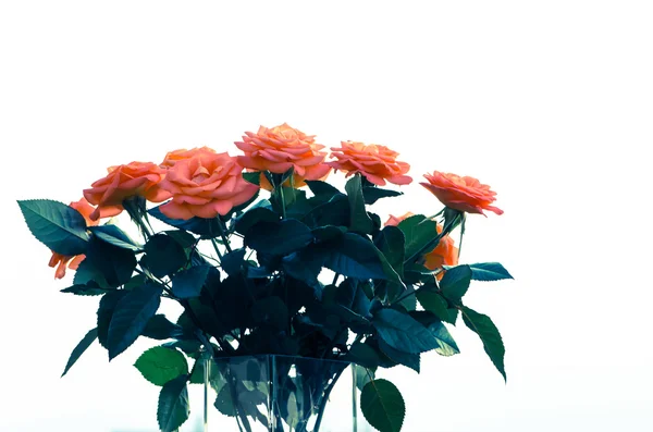 Růžové růže parta — Stock fotografie