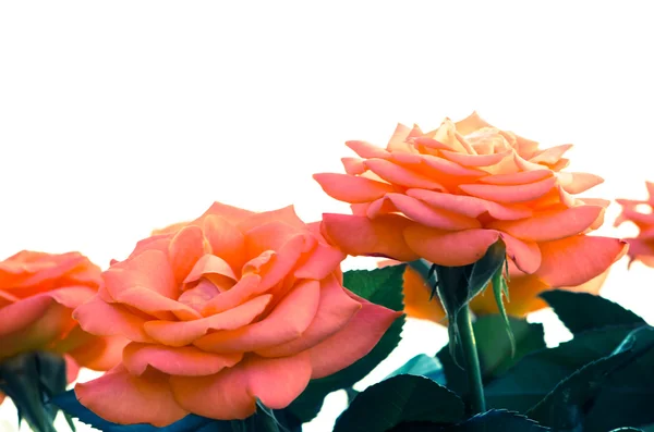 Růžové růže, samostatný — Stock fotografie
