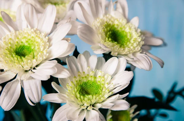 Chrysanthemum flower — Stock Photo, Image