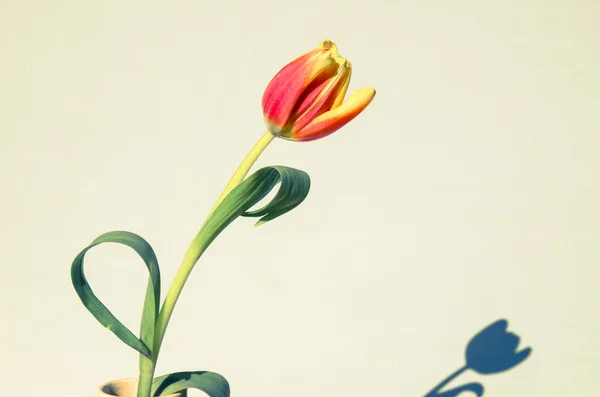 美しい満開のチューリップ — ストック写真