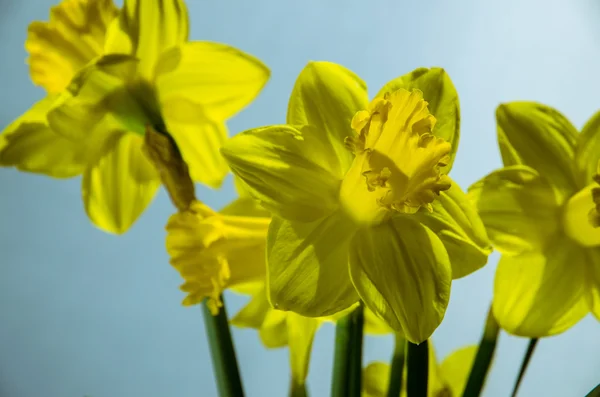 Narcisos — Foto de Stock