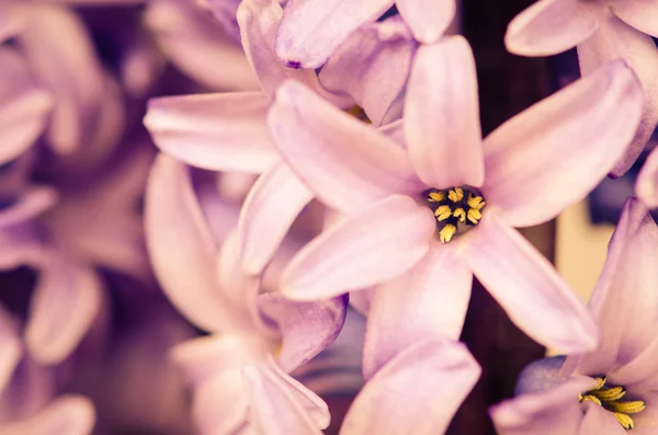 ヒヤシンスの花 — ストック写真