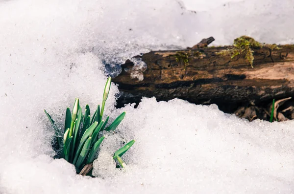 Flor de gota de neve — Fotografia de Stock