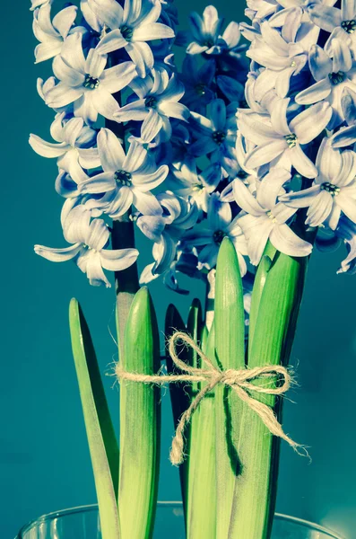 Flor de jacinto —  Fotos de Stock