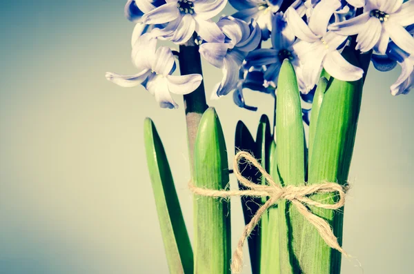 Kwiat hiacyntu — Zdjęcie stockowe