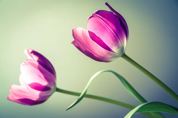 Tulpen — Stockfoto