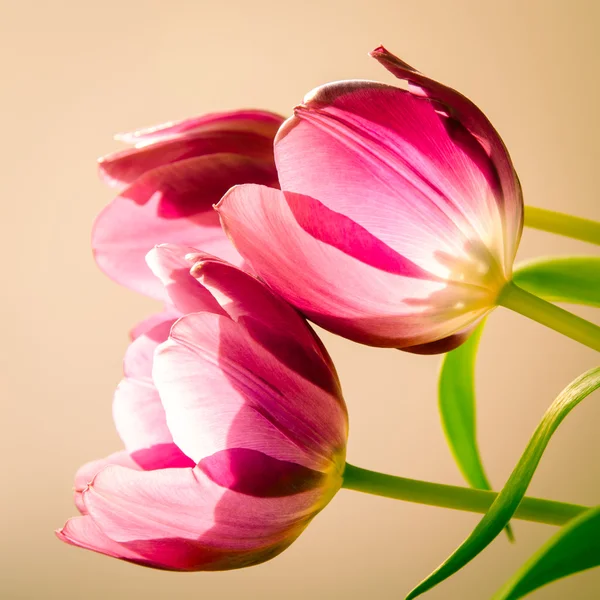 Tulpen — Stockfoto