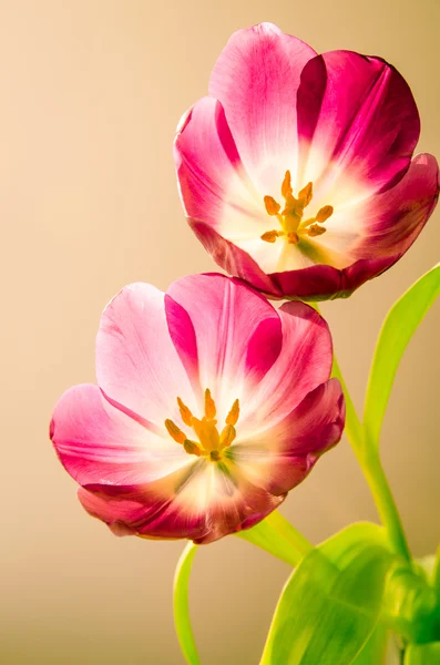 Tulpen — Stockfoto