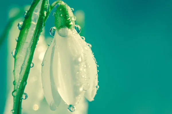 雪花飘扬 — 图库照片