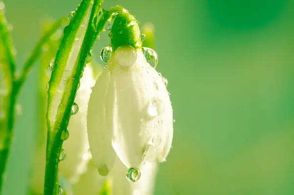 Snöfall — Stockfoto