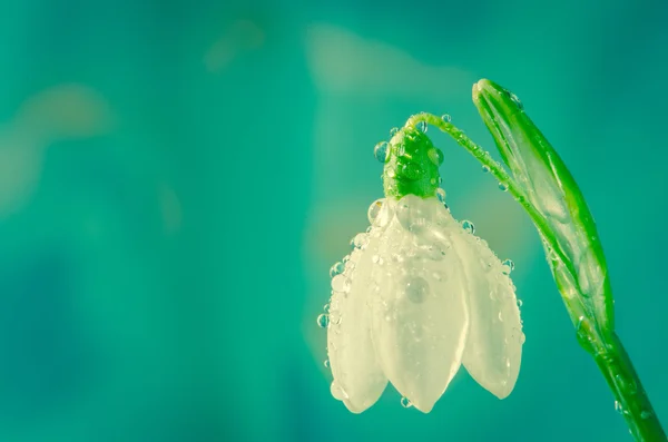 Caida de nieve — Foto de Stock