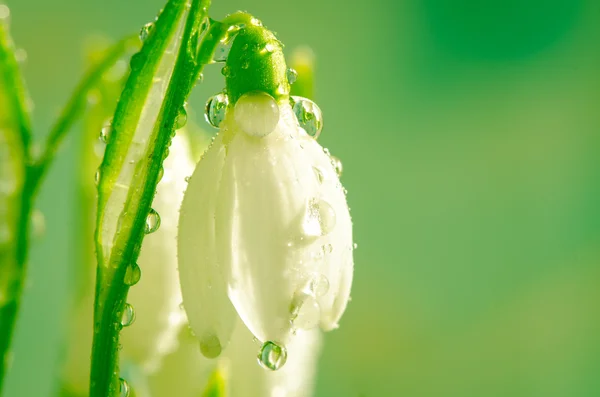 Snowdrop Royalty Free Stock Photos