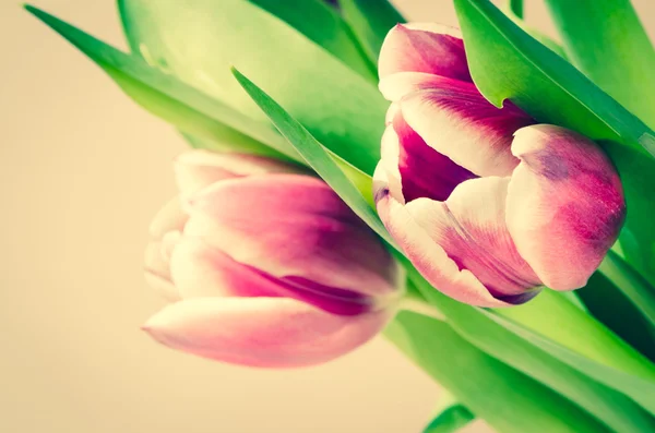 Tulipani — Foto Stock