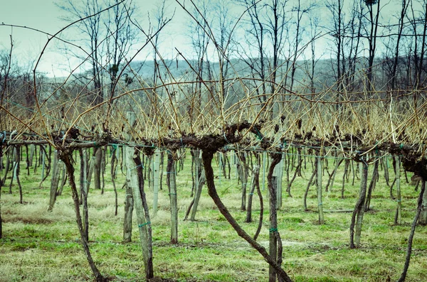 Lente wijngaard — Stockfoto