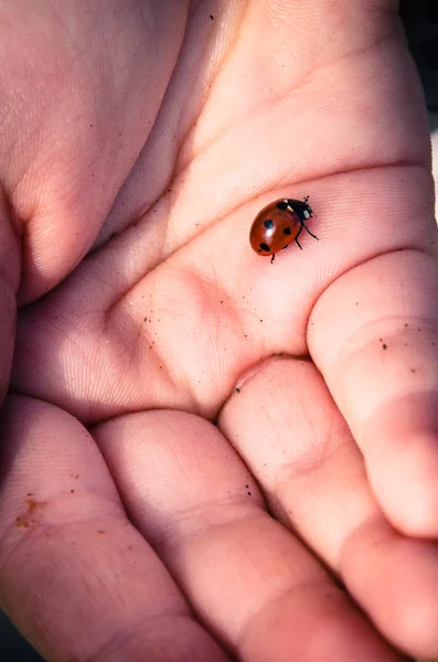 Ladybug in human palm — Stock Photo, Image