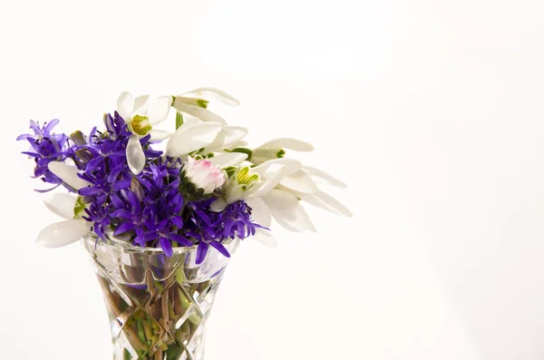 Gotas de neve e flores violetas — Fotografia de Stock