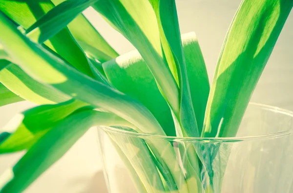 Green leaves — Stock Photo, Image