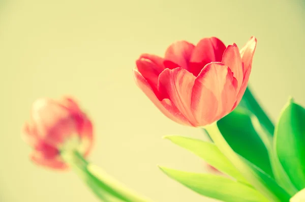 Tulpen — Stockfoto