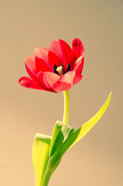 Tulipán rojo en flor — Foto de Stock