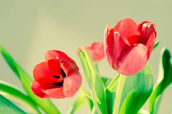 Tulipas — Fotografia de Stock