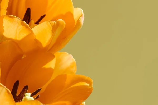 Tulipani — Foto Stock