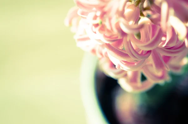 Pink hyacinth — Stock Photo, Image