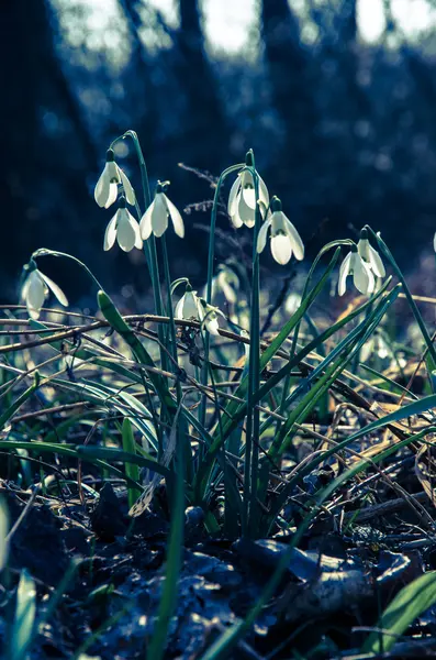 White blossoming snowdrops — Stock Photo, Image