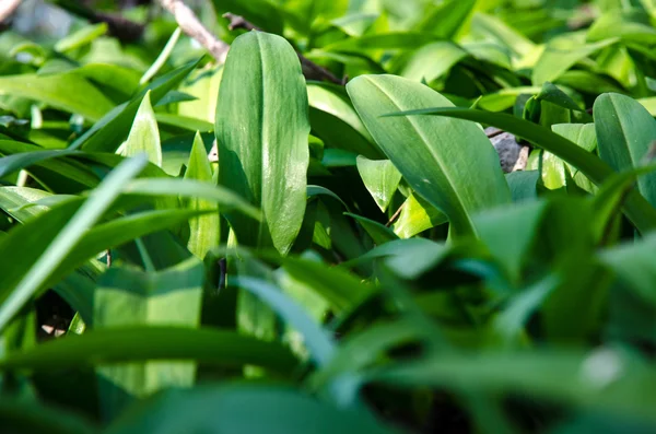 Wild knoflook kruid — Stockfoto