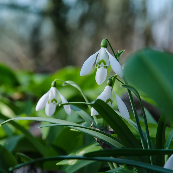 White spring snowdrops — Stock Photo, Image