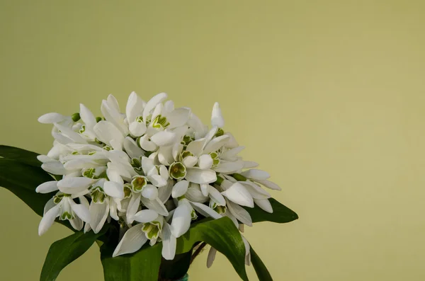 Gotas de neve brancas florescentes — Fotografia de Stock