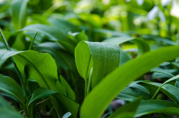 Wilde knoflook — Stockfoto