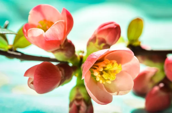 Blossoming spring flower — Stock Photo, Image