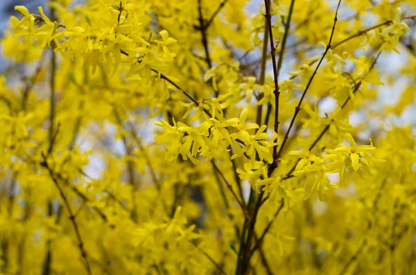 Árvore forsythia florescente amarela — Fotografia de Stock