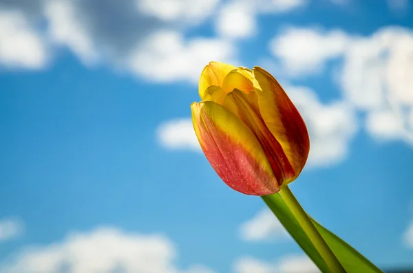 Czerwony tulipan żółty — Zdjęcie stockowe