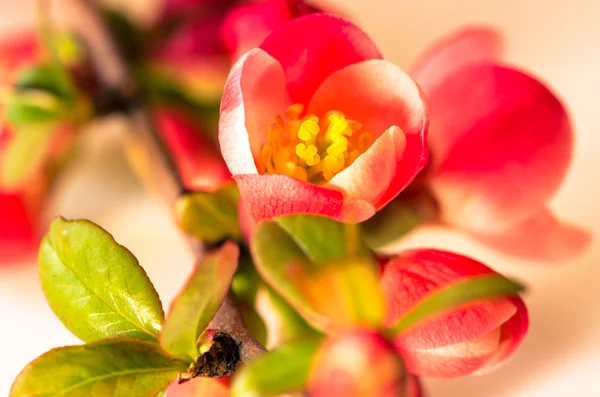 Fiore rosa primavera — Foto Stock