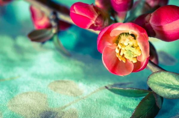 Fiore di primavera — Foto Stock