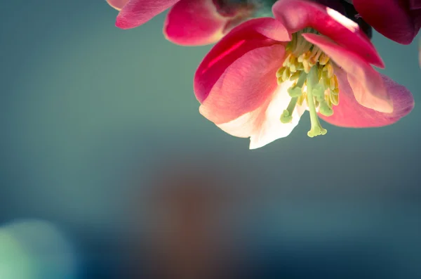 Rosa Frühlingsblume — Stockfoto