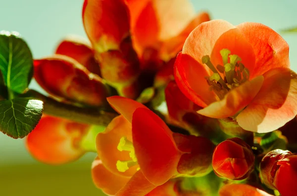 オレンジ色の春の花 — ストック写真