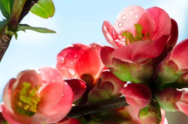 Frühlingsblume — Stockfoto