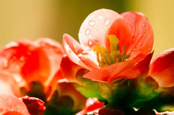 Flor de primavera vermelha — Fotografia de Stock