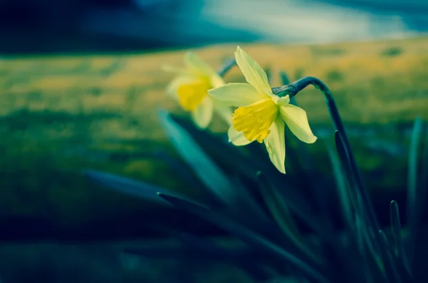 Yellow daffodil flower — Stock Photo, Image