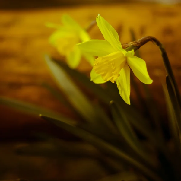 黄色的水仙花 — 图库照片